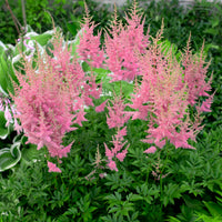 Astilbe d'Arends Anita Pfeifer - Bakker
