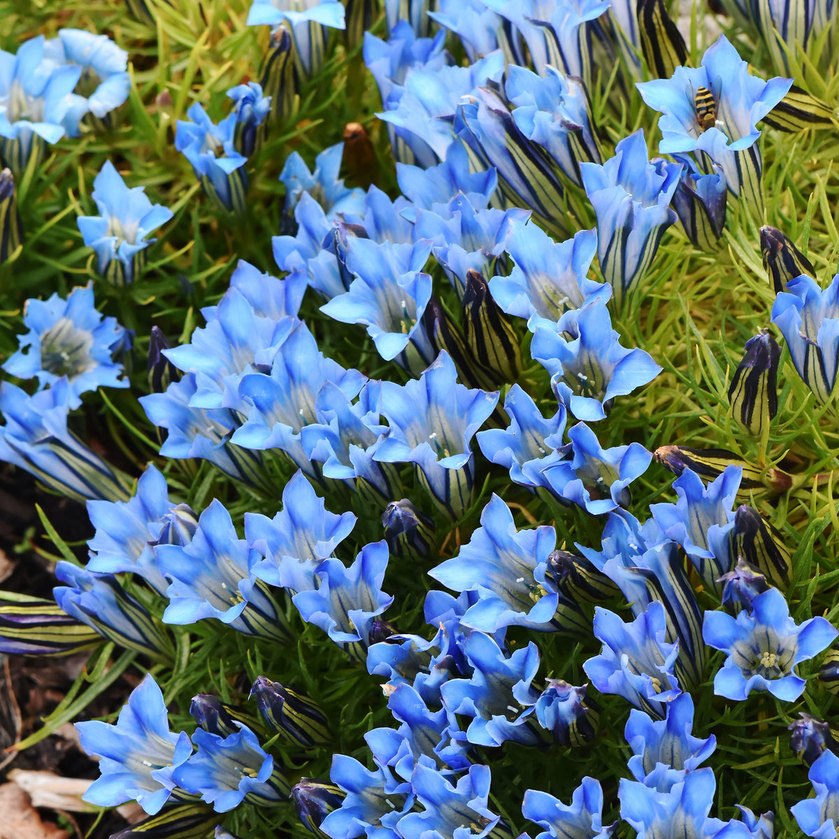 Gentiane Blue Star® - Bakker