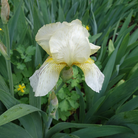 Iris de jardin Buffy - Bakker