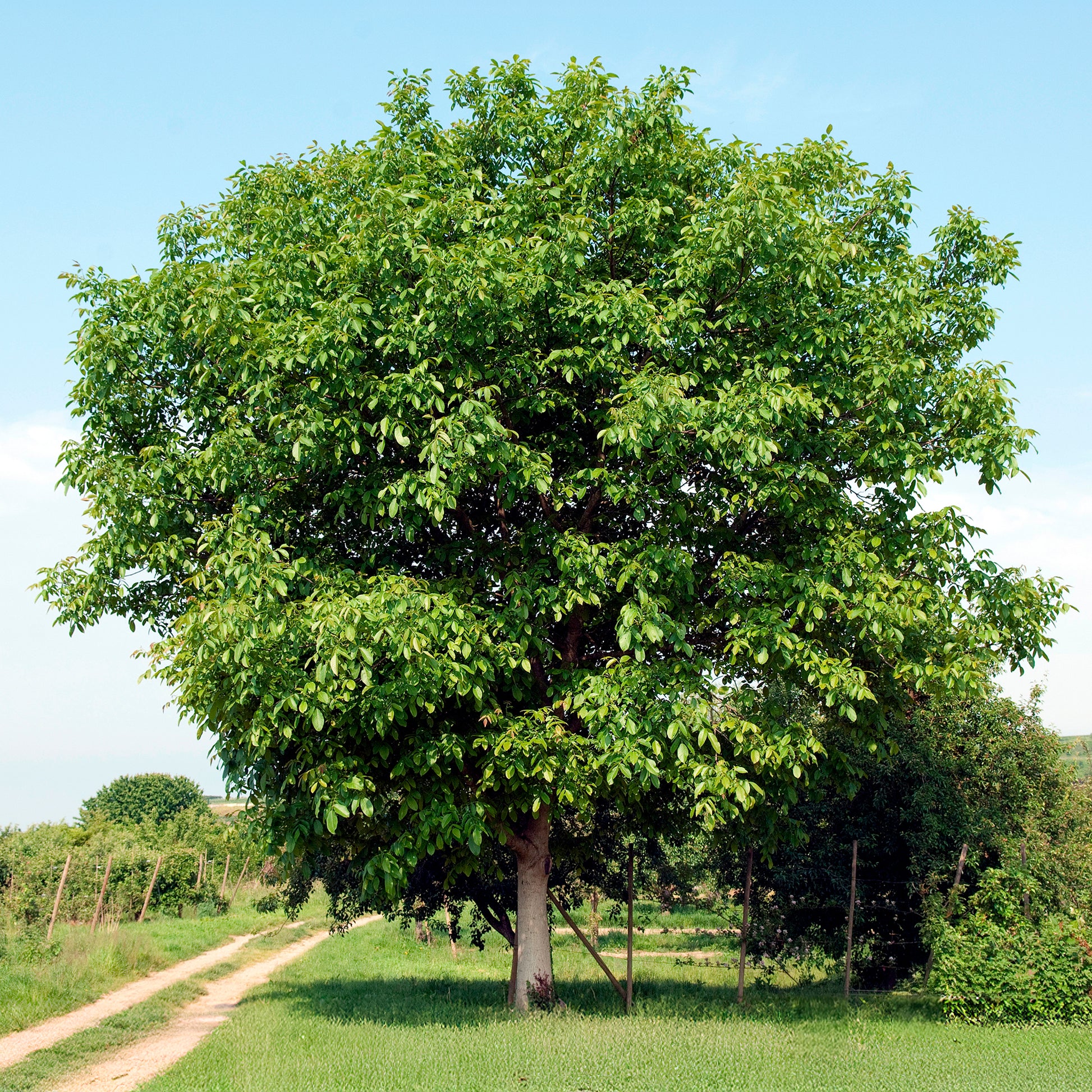 Noyer commun Buccaneer - Juglans regia Buccaneer - Bakker