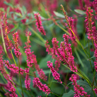 Renouée Amethyst Summer - Persicaire - Bakker