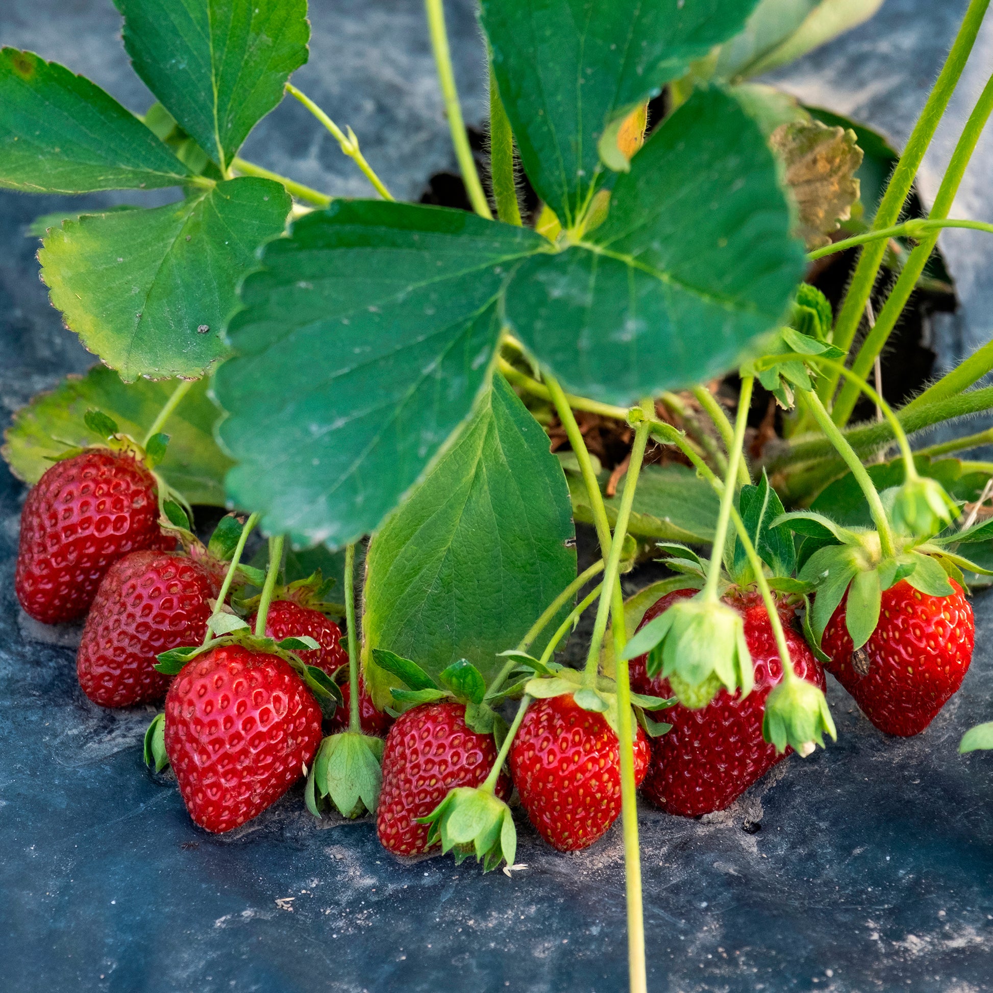 Fraisier remontant Anaïs - Bakker