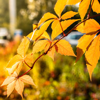 Vigne vierge Yellow Wall® - Bakker