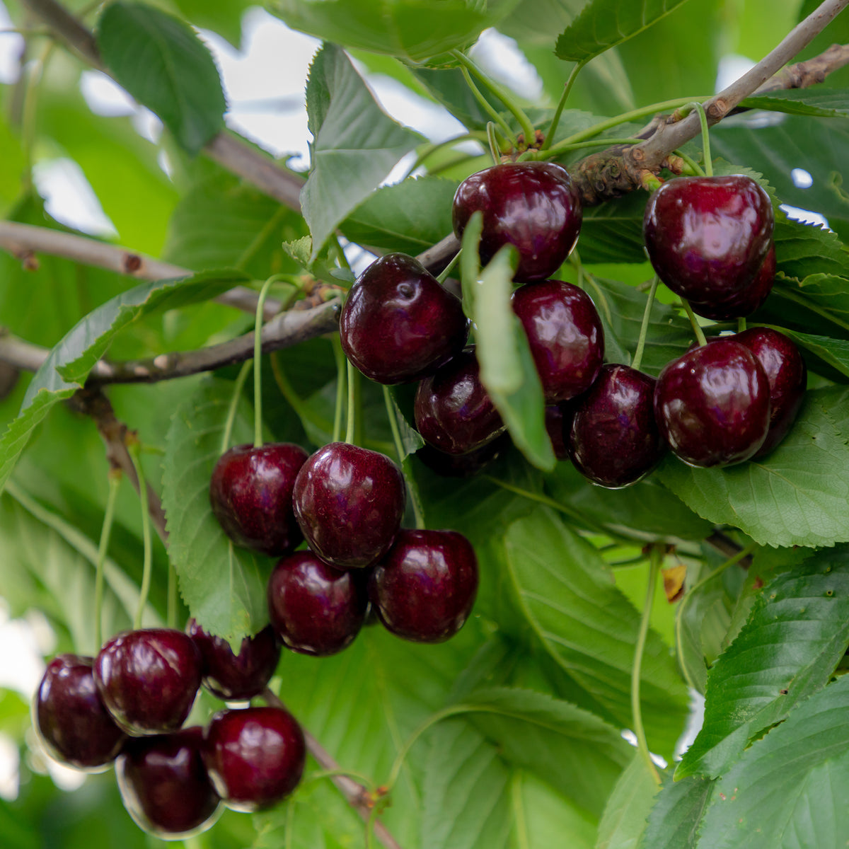 Cerisier Regina - Prunus avium Regina - Bakker