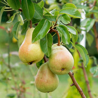 Poirier Beurré Alexandre Lucas - Bakker
