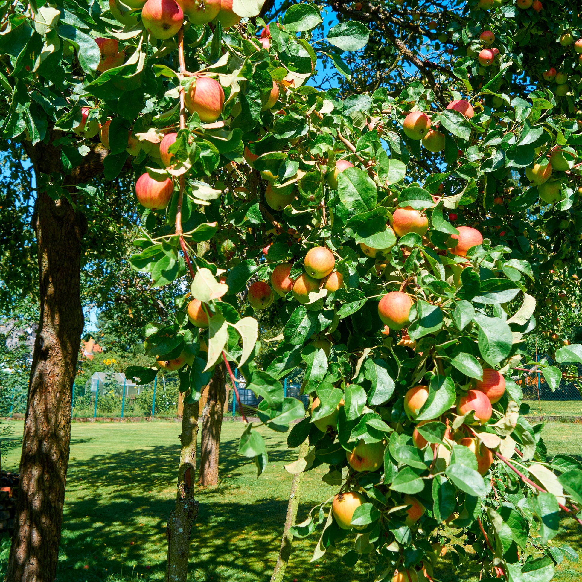 Pommiers - Pommier Braeburn - Malus domestica Braeburn