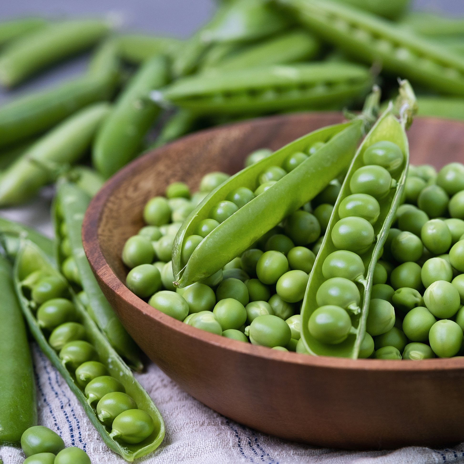 Pois nain Plein le Panier - Bakker