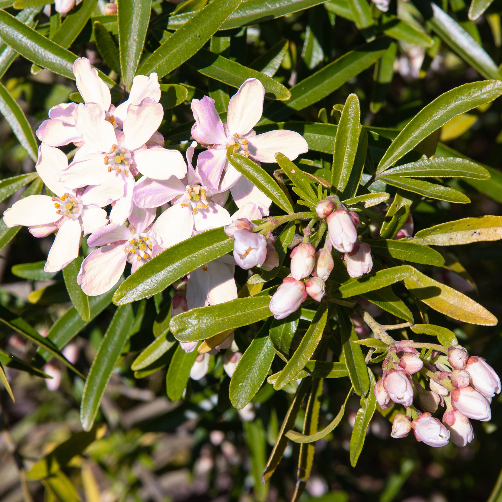 Oranger du Mexique Apple Blossom - Bakker