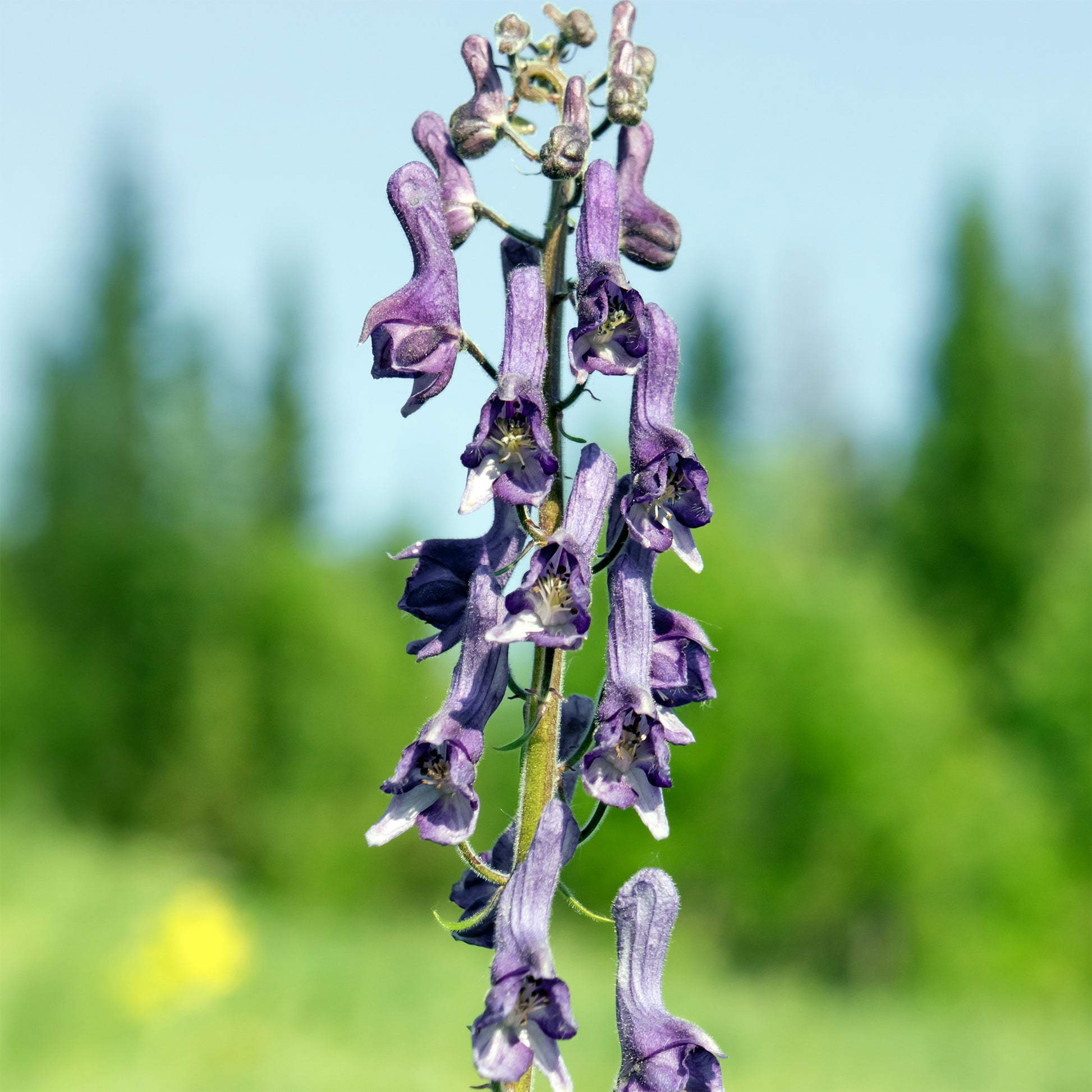 Aconit Purple Sparrow - Bakker