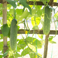 Concombre  'Johanna' - Cucumis sativus 'johanna' - Bakker