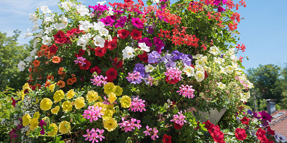 Ne manquez pas nos plantes annuelles !