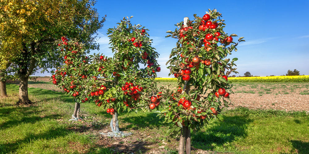 Petits fruitiers