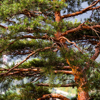 Vente Pin sylvestre - Pin