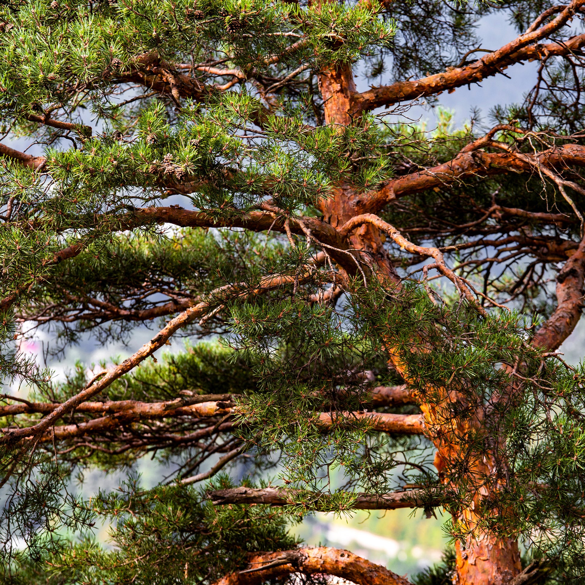 Vente Pin sylvestre - Pin