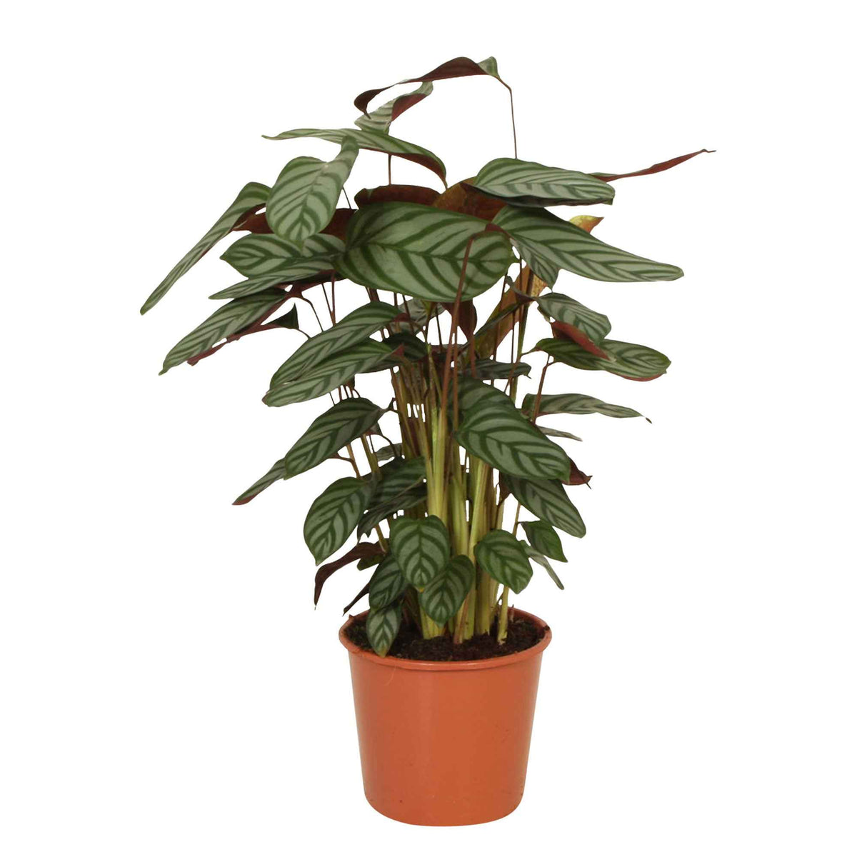 Calathea 'Compact Star' - Calathea compact star - Bakker