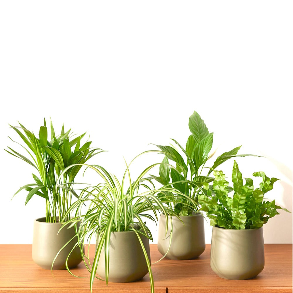 Collection de 4 plantes dépolluantes - Areca dypsis, chlorophytum 'atlantic', asplenium, spathiphylum - Plantes d'intérieur