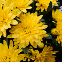 Chrysanthème strié jaune et orange - Bakker