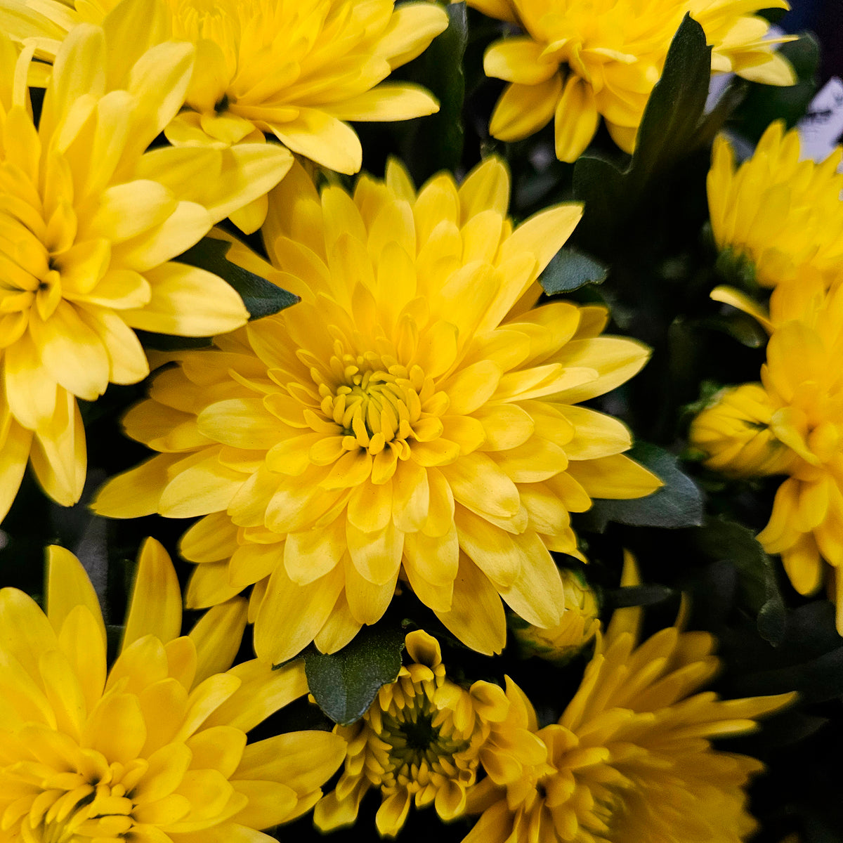 Chrysanthème strié jaune et orange - Bakker