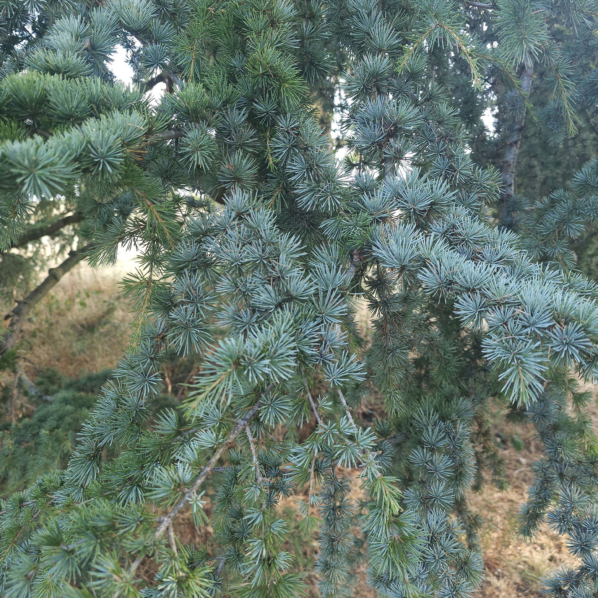 Cèdre bleu de l'Atlas - Cedrus atlantica glauca - Bakker