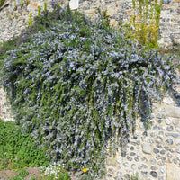 Romarin officinal rampant Pointe du Raz - Bakker