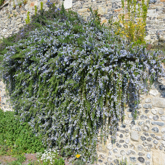 Romarin officinal rampant Pointe du Raz - Bakker