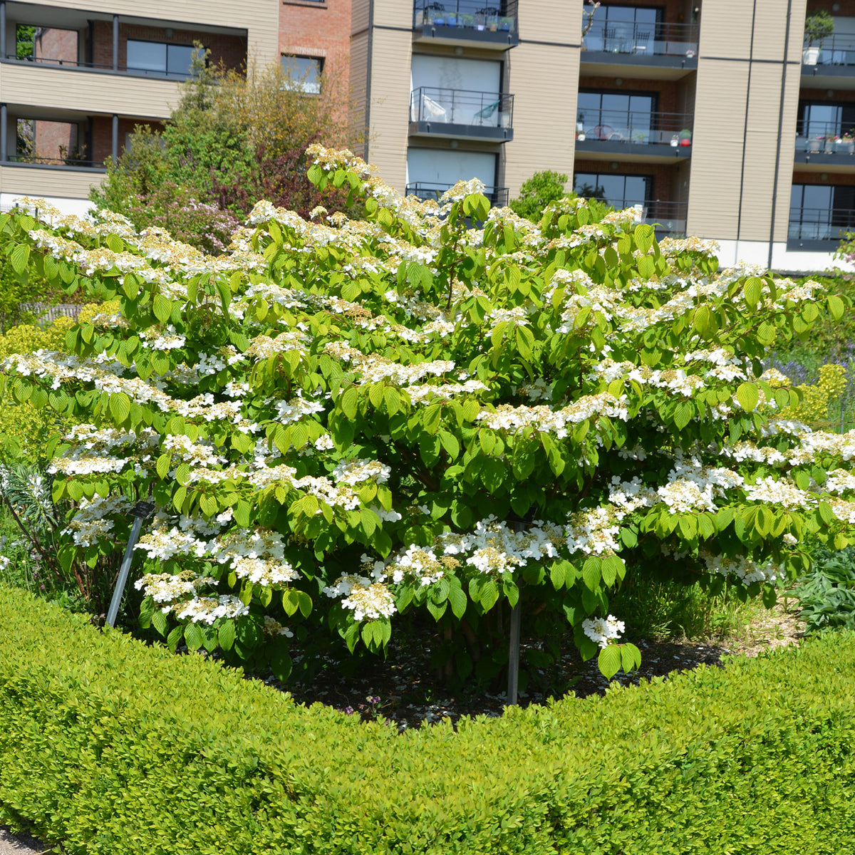 Viburnum plicatum Watanabe - Viorne de Chine Watanabe - Viornes
