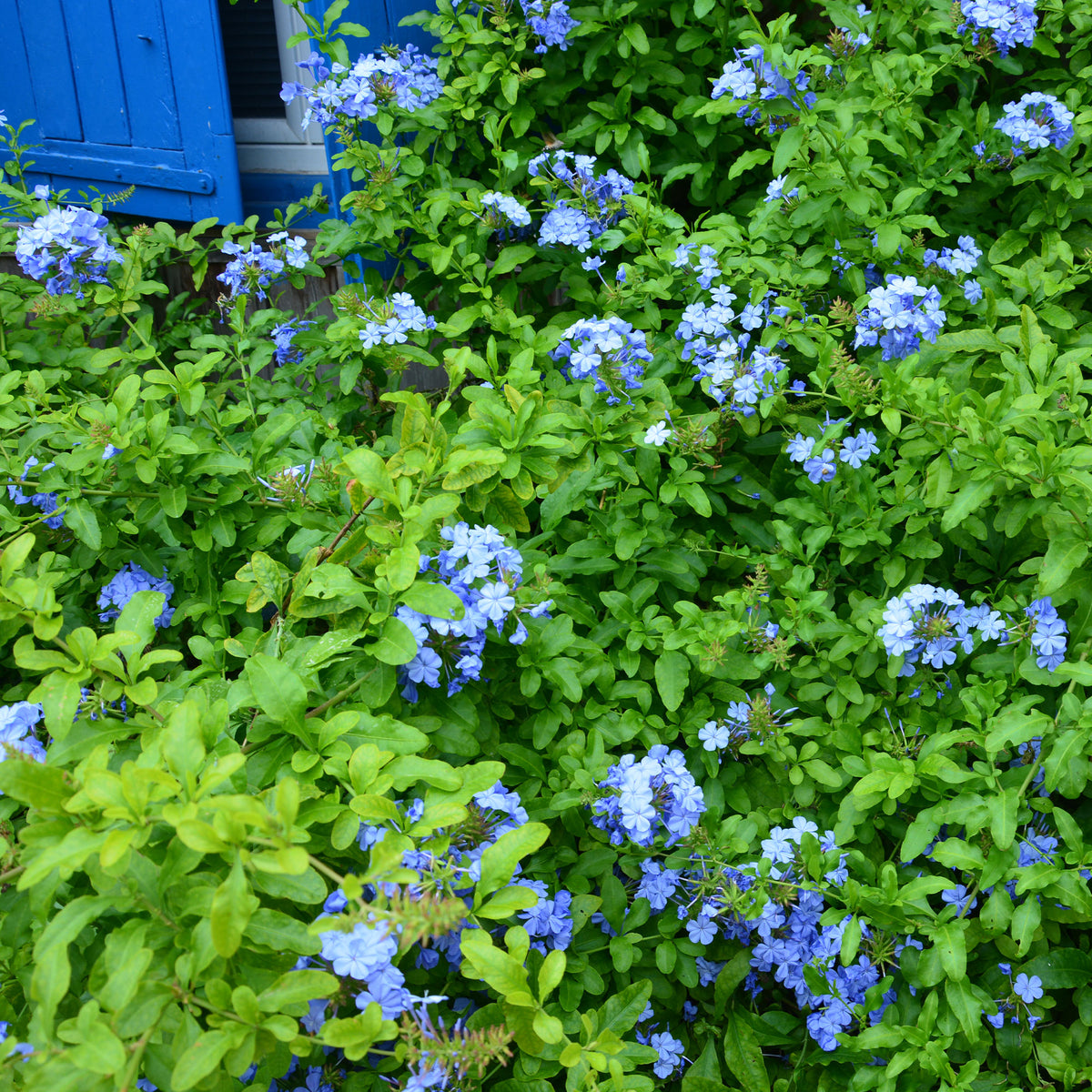 Plumbago Dark Blue - Bakker