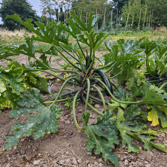 Courgette Black 'Beauty' BIO - Bakker