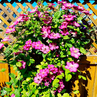 Clematis Ville de Lyon, Miss Bateman, Président - Collection de 3 Clématites : Ville de Lyon, Miss Bateman, Président - Clématite