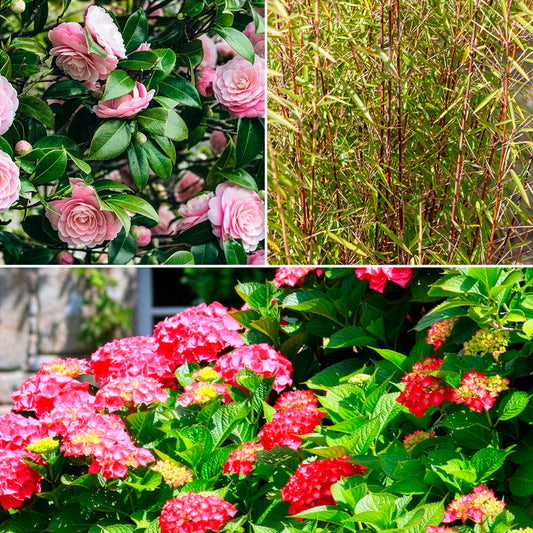 Collection de 3 arbustes d'ombre : hortensia, camélia, bambou - Bakker