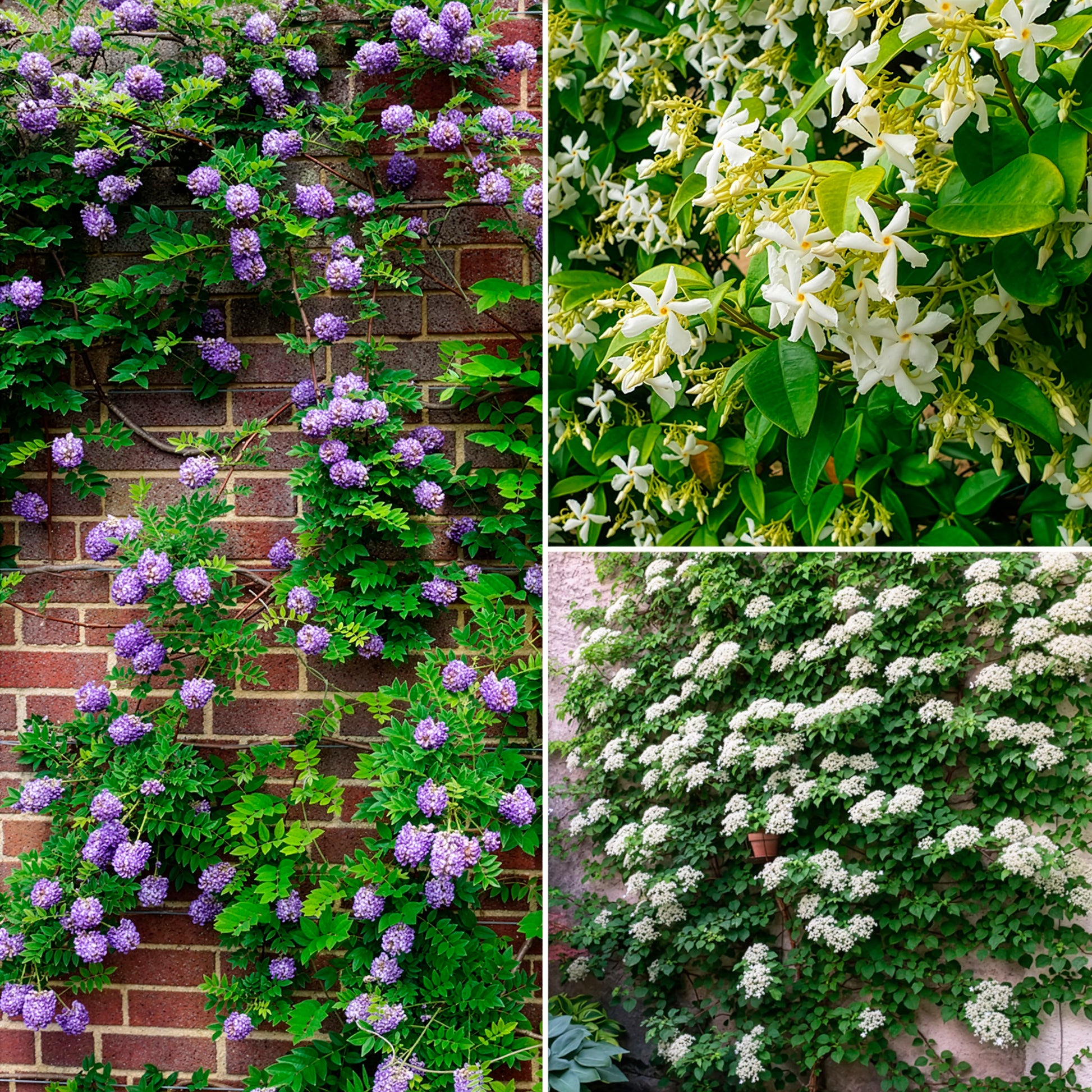 Collection de 3 grimpantes : jasmin, glycine, hortensia grimpant - Bakker