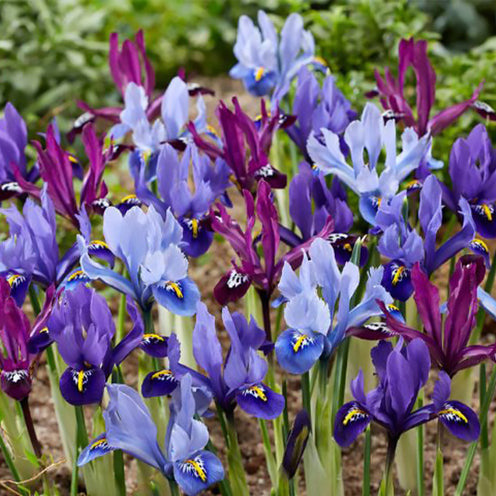 25 Iris miniatures en mélange