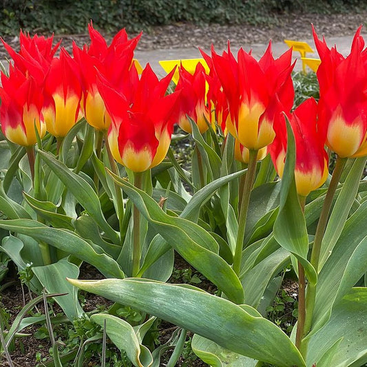 5 Tulipes 'Flames Mystery'