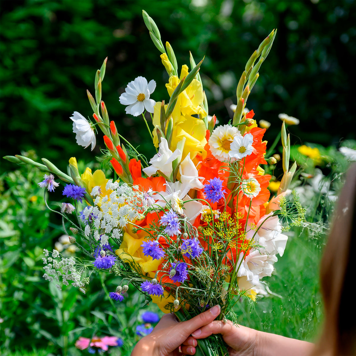 Glaïeul et mélange de graines de fleurs - Gladiolus - Bakker