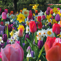 Bulbes de printemps pour massif arc-en-ciel  - Bakker