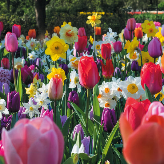 Bulbes de printemps pour massif arc-en-ciel  - Bakker