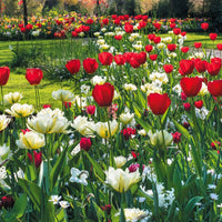 Bulbes de printemps pour massif rouge et blanc  - Bakker