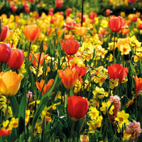 Bulbes de printemps pour massif jaune et orange  - Bakker