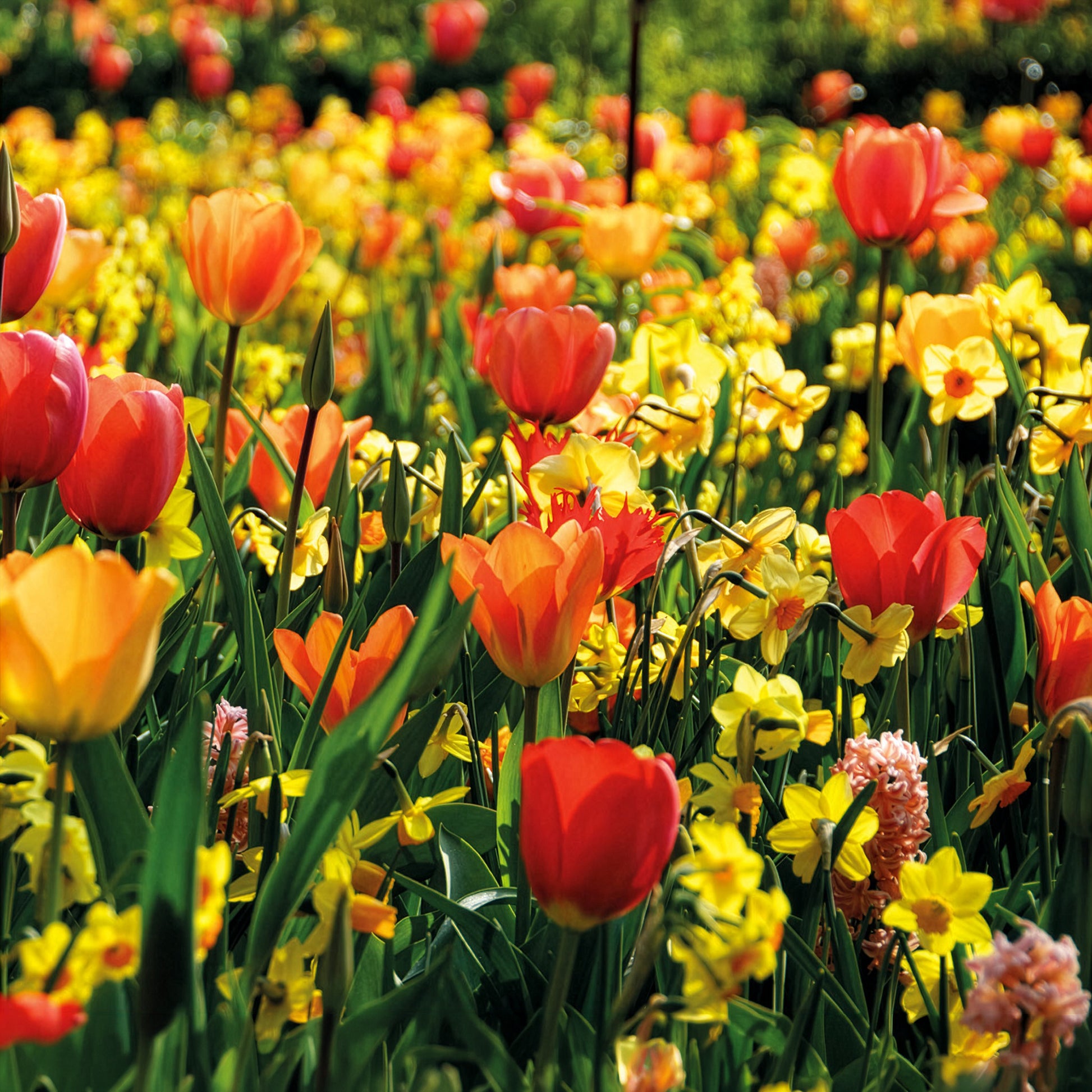Bulbes de printemps pour massif jaune et orange  - Bakker