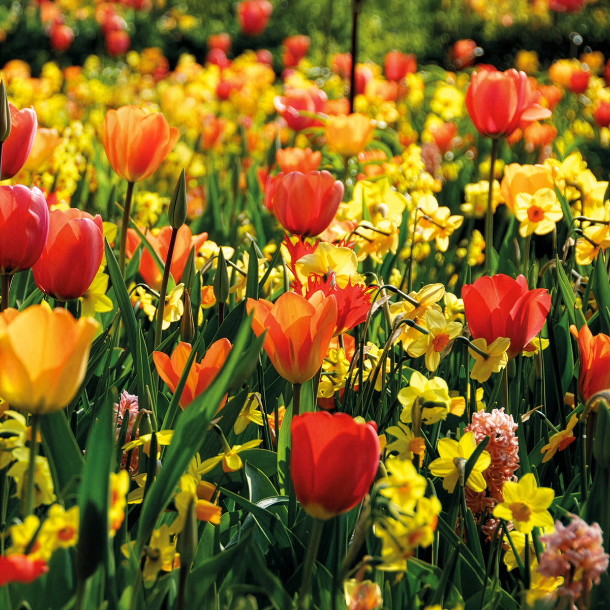 Bulbes de printemps pour massif jaune et orange  - Bakker