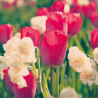 Tulipe Van Eijk & Narcisse Bridal Crown - Bakker