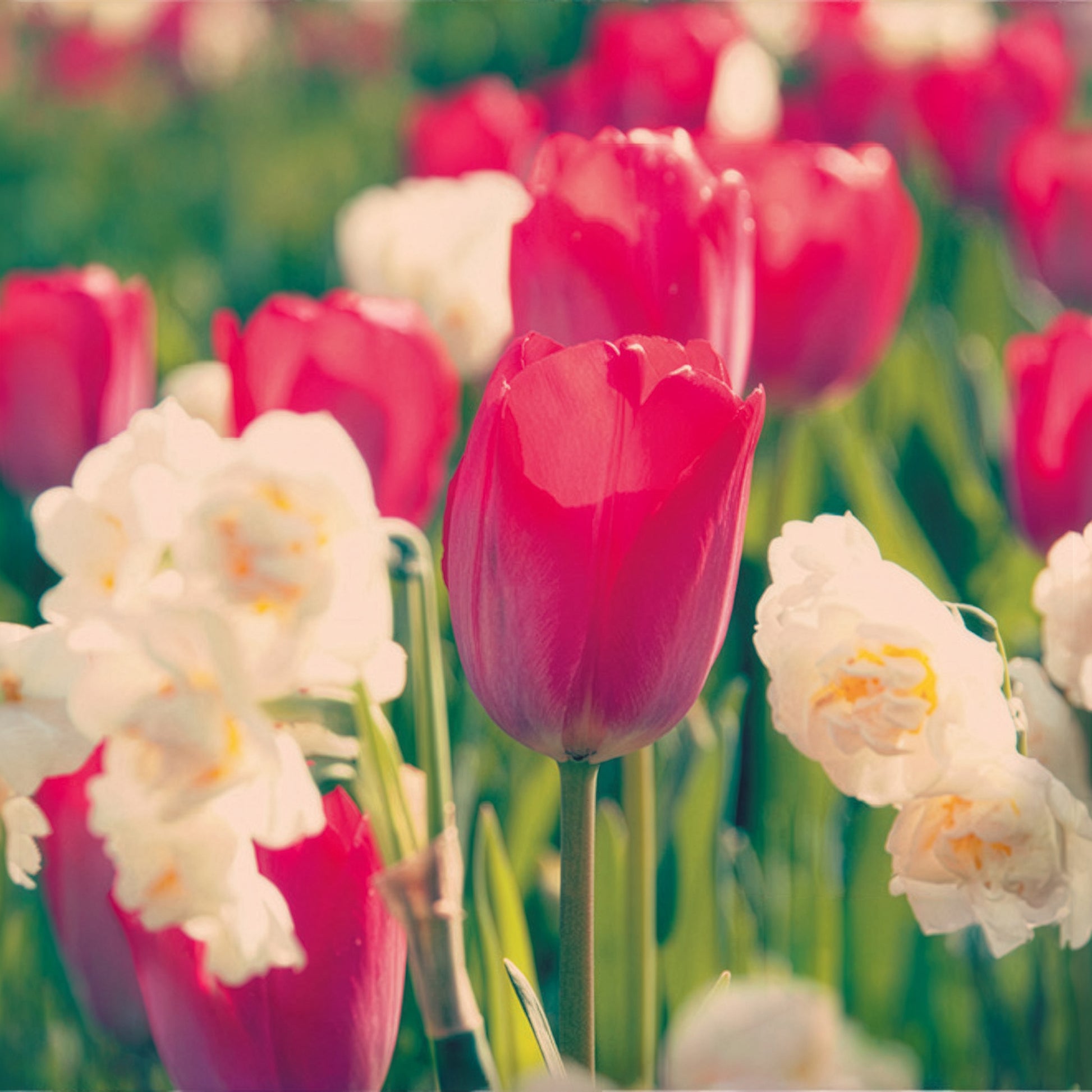 Tulipe Van Eijk & Narcisse Bridal Crown - Bakker