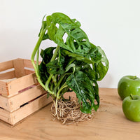 Monstera 25/35 - Bakker