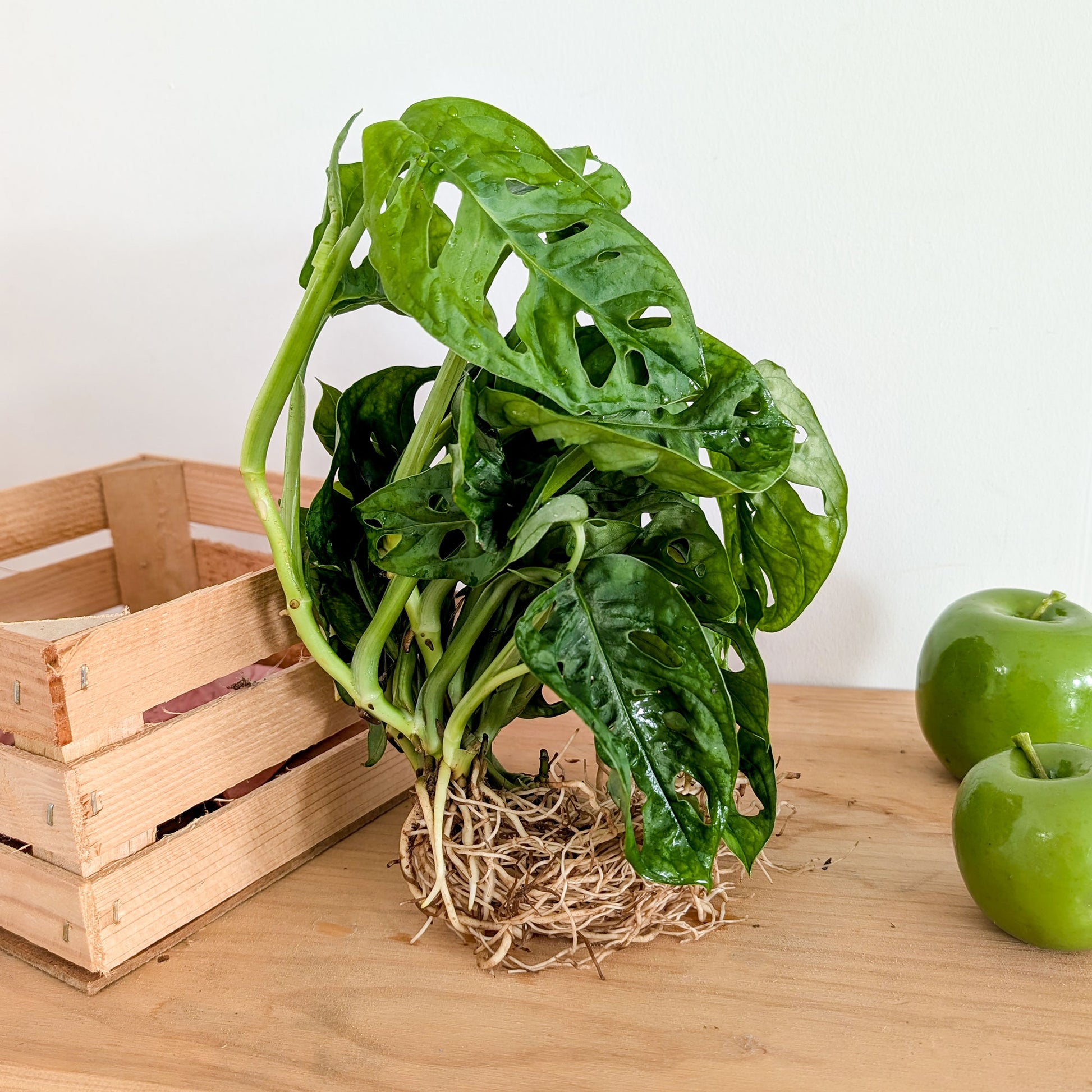 Monstera 25/35 - Bakker