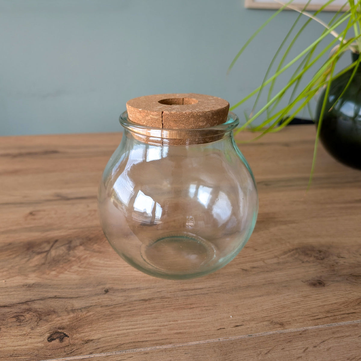  - Hydro ampoule P15 - Compositions de plantes d'intérieur