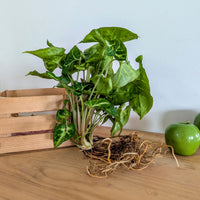 Syngonium 25/35 - Bakker