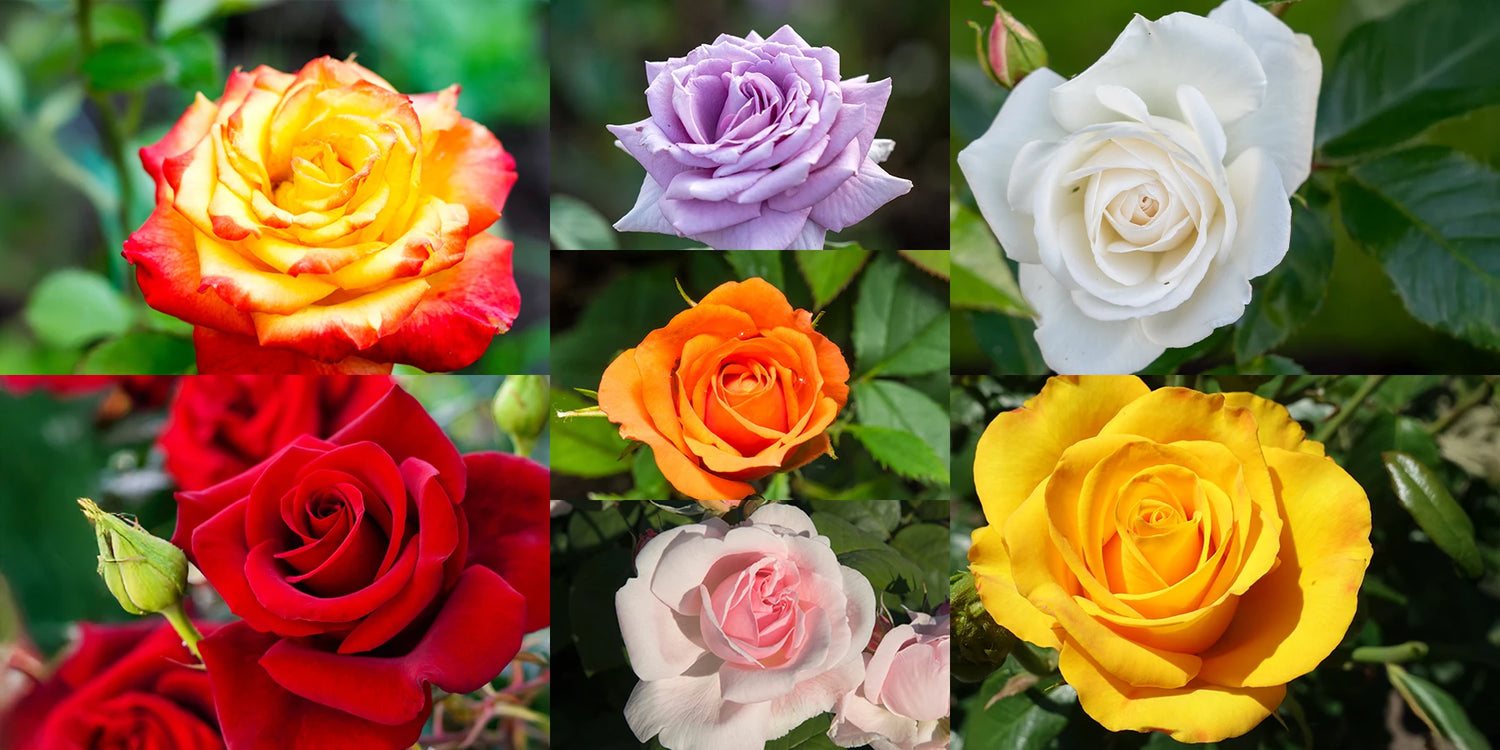 7 rosiers buisson à prix incroyables : jusqu’à -60 % !