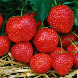 Fraisier Elsanta - Bakker