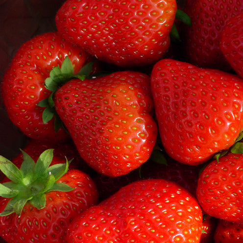 Fraisier Sonata - Bakker