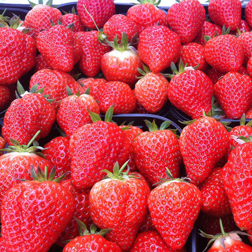 Fraisier Lambada - Bakker